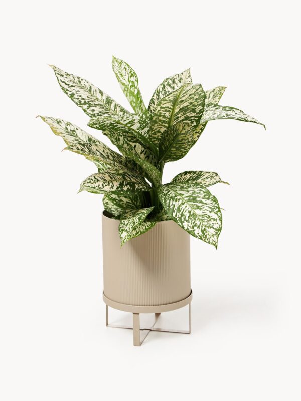 Flower Pot Bau with Ribbed Surface, H 38 cm