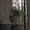 Flower Pots Plant, Set of 2