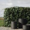 Flower Pots Plant, Set of 2