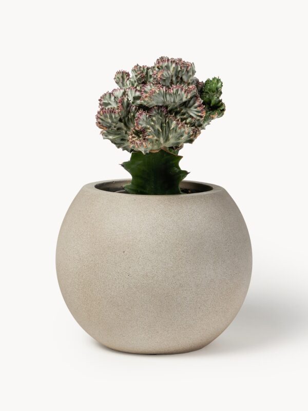 Outdoor Concrete Planter Tuscany, H 21 cm
