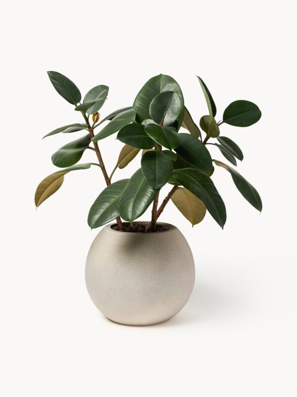 Outdoor Concrete Planter Tuscany, H 25 cm