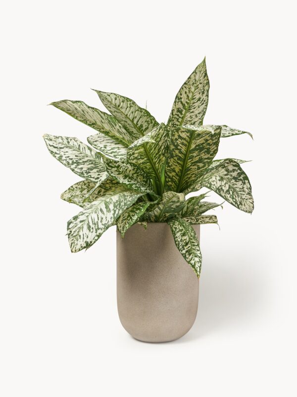 Outdoor Concrete Planter Tuscany, H 40 cm