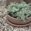 Outdoor Terracotta Flower Pot Terra, H 11 cm Outdoor Terracotta Flower Pot Terra, H 11 cm