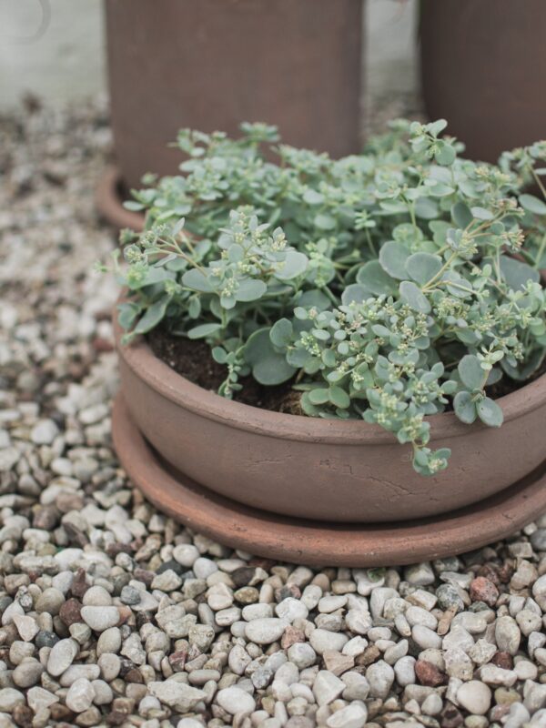 Outdoor Terracotta Flower Pot Terra, H 11 cm Outdoor Terracotta Flower Pot Terra, H 11 cm